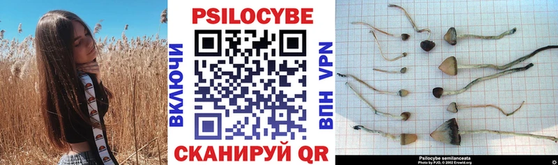 Псилоцибиновые грибы GOLDEN TEACHER  купить закладку  Губкин 
